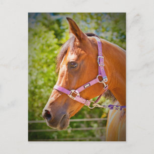 Arabisch paard briefkaart