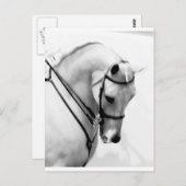 Arabisch paard briefkaart (Voorkant / Achterkant)