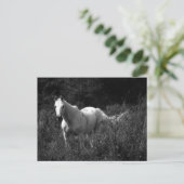 Arabisch paard briefkaart (Staand voorkant)