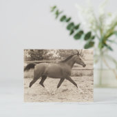 Arabisch paard briefkaart (Staand voorkant)