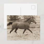Arabisch paard briefkaart (Voorkant / Achterkant)