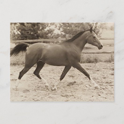Arabisch paard briefkaart (Voorkant)