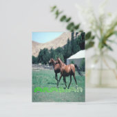 Arabisch paard briefkaart (Staand voorkant)