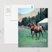 Arabisch paard briefkaart (Voorkant / Achterkant)