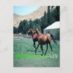 Arabisch paard briefkaart