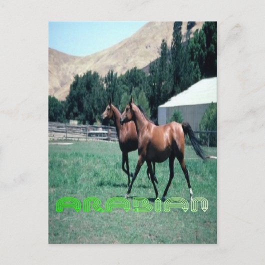 Arabisch paard briefkaart (Voorkant)