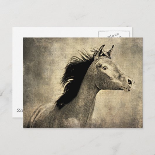 Arabisch paard briefkaart (Voorkant / Achterkant)