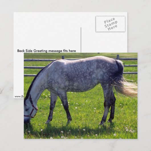 Arabisch paard briefkaart (Voorkant / Achterkant)