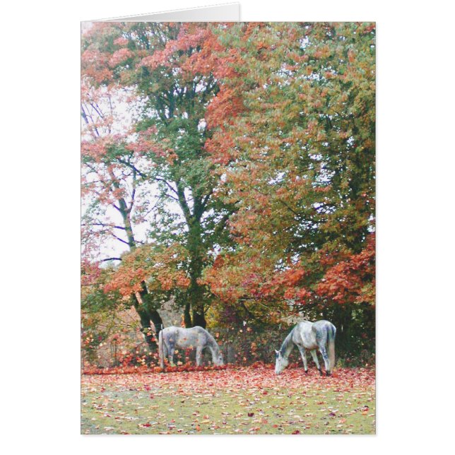 Arabisch paard Chas & Chiaro (Voorkant)