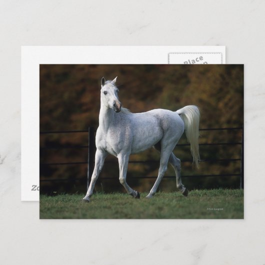 Arabisch Paard die 1 in werking stellen Briefkaart (Voorkant / Achterkant)