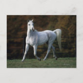 Arabisch Paard die 1 in werking stellen Briefkaart (Voorkant)