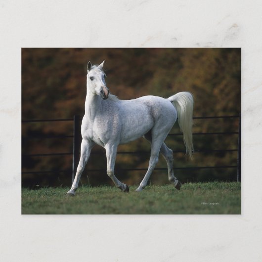 Arabisch Paard die 1 in werking stellen Briefkaart (Voorkant)