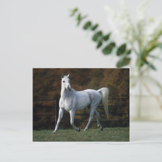 Arabisch Paard die 1 in werking stellen Briefkaart (Staand voorkant)