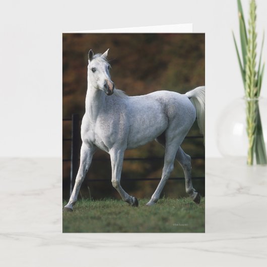 Arabisch Paard die 1 in werking stellen Kaart (Voorkant)