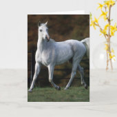 Arabisch Paard die 1 in werking stellen Kaart (Gele Bloem)