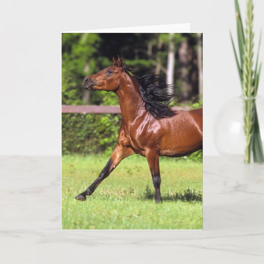 Arabisch Paard die 2 in werking stellen Kaart (Voorkant)