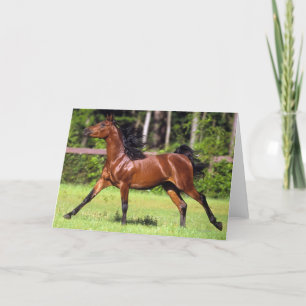 Arabisch Paard die 2 in werking stellen Kaart