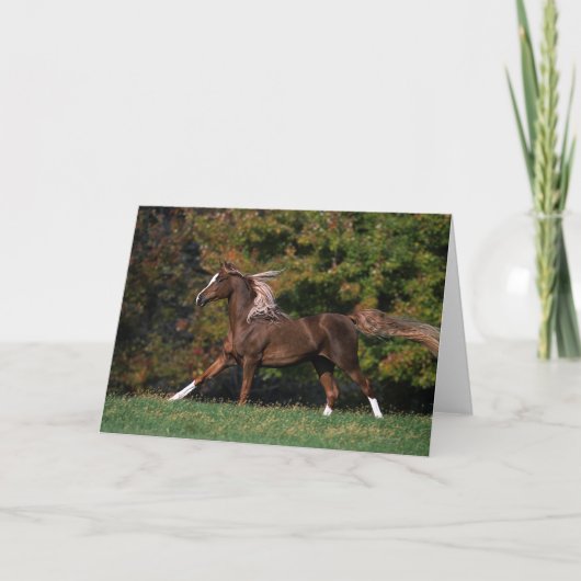 Arabisch Paard die op Grasrijk Gebied lopen Kaart (Voorkant)