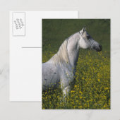 Arabisch Paard die zich in Bloemen bevinden Briefkaart (Voorkant / Achterkant)