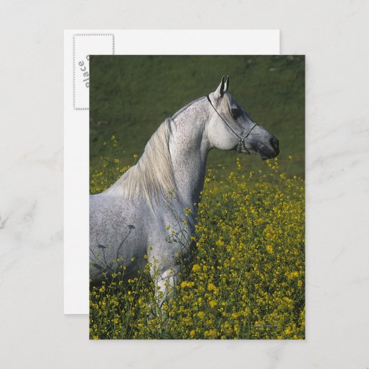 Arabisch Paard die zich in Bloemen bevinden Briefkaart (Voorkant / Achterkant)