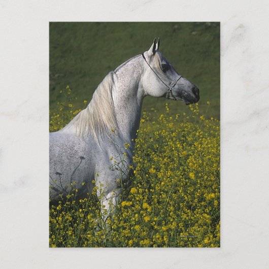 Arabisch Paard die zich in Bloemen bevinden Briefkaart (Voorkant)