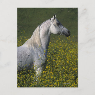Arabisch Paard die zich in Bloemen bevinden Briefkaart