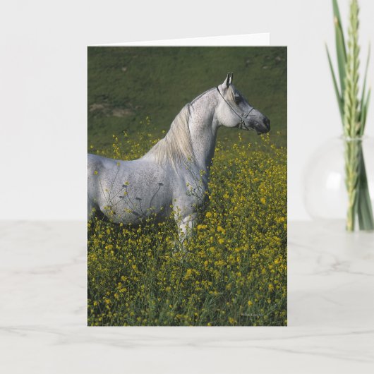 Arabisch Paard die zich in Bloemen bevinden Kaart (Voorkant)