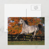 Arabisch paard: herfst 1 briefkaart (Voorkant / Achterkant)