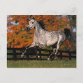 Arabisch paard: herfst 1 briefkaart (Voorkant)
