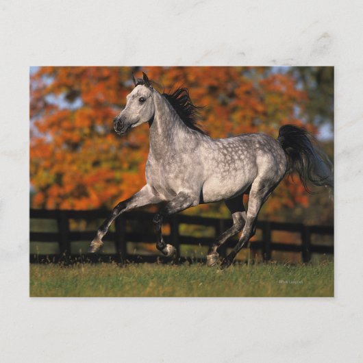Arabisch paard: herfst 1 briefkaart (Voorkant)