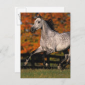 Arabisch paard: herfst 1 briefkaart (Voorkant / Achterkant)