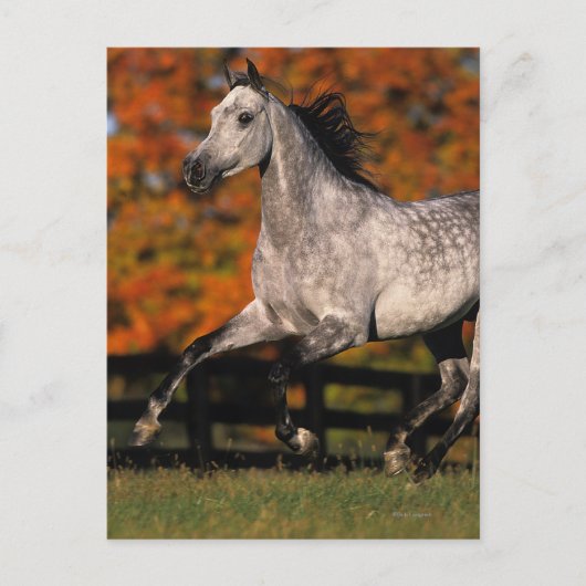 Arabisch paard: herfst 1 briefkaart (Voorkant)