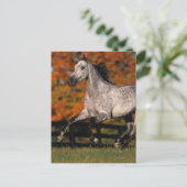 Arabisch paard: herfst 1 briefkaart (Staand voorkant)