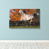 Arabisch paard: herfst 1 canvas afdruk (Insitu (Houten vloer))