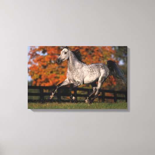 Arabisch paard: herfst 1 canvas afdruk (Voorkant)