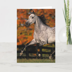 Arabisch paard: herfst 1 kaart