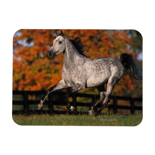 Arabisch paard: herfst 1 magneet (Horizontaal)