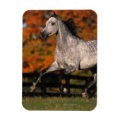 Arabisch paard: herfst 1 magneet (Verticaal)