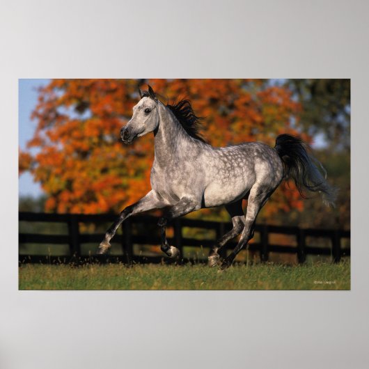 Arabisch paard: herfst 1 poster (Voorkant)