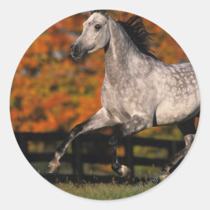 Arabisch paard: herfst 1 ronde sticker