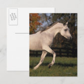 Arabisch paard: herfst 2 briefkaart (Voorkant / Achterkant)