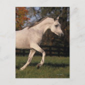 Arabisch paard: herfst 2 briefkaart (Voorkant)