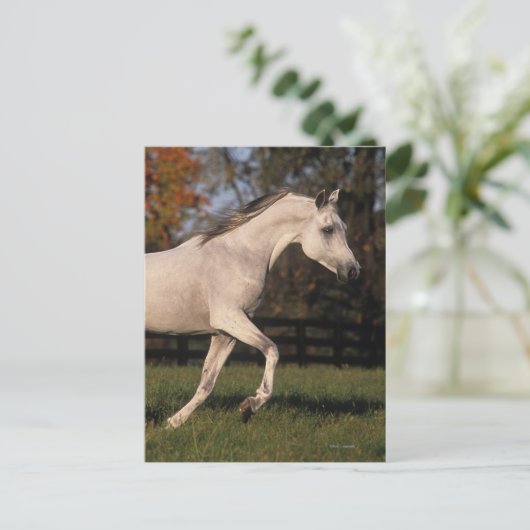 Arabisch paard: herfst 2 briefkaart (Staand voorkant)