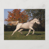Arabisch paard: herfst 2 briefkaart (Voorkant)