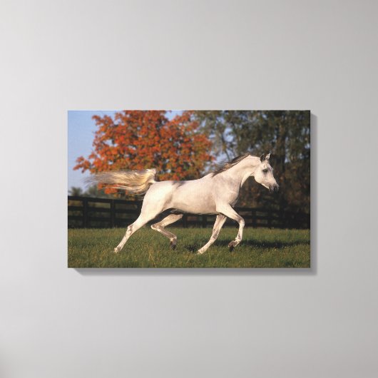 Arabisch paard: herfst 2 canvas afdruk (Voorkant)