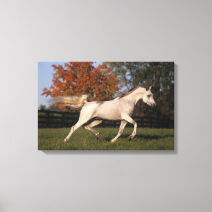 Arabisch paard: herfst 2 canvas afdruk
