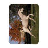 Arabisch paard: herfst 2 magneet (Verticaal)