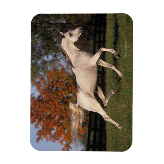Arabisch paard: herfst 2 magneet (Verticaal)