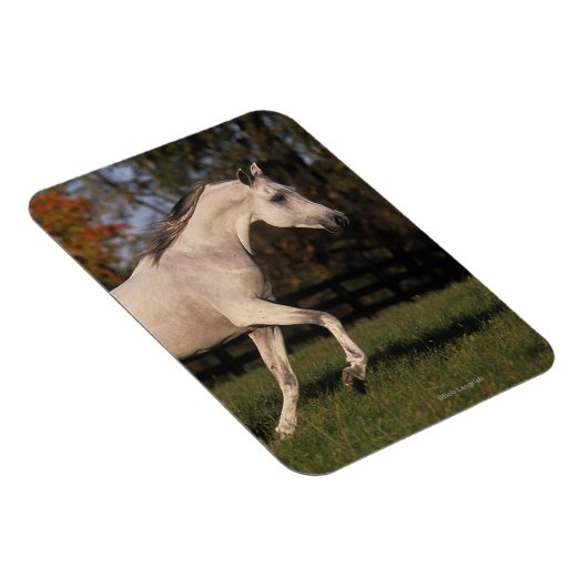 Arabisch paard: herfst 2 magneet (Rechterzijde)