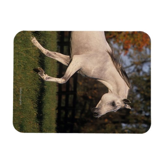 Arabisch paard: herfst 2 magneet (Horizontaal)